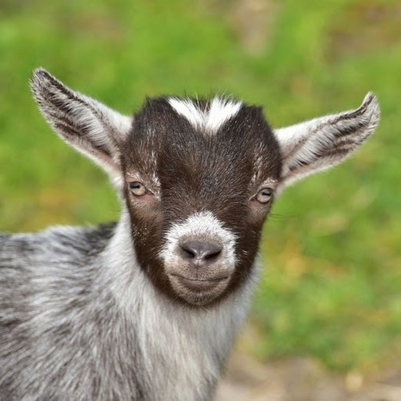 Meet your Posher, Kevin - Picture 1 of 1